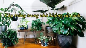 Những loại cây trồng trong nhà không cần ánh sáng tốt nhất.