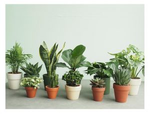 Top Các Loại Cây Trồng Trong Nhà Không Cần Ánh Sáng Dễ Chăm