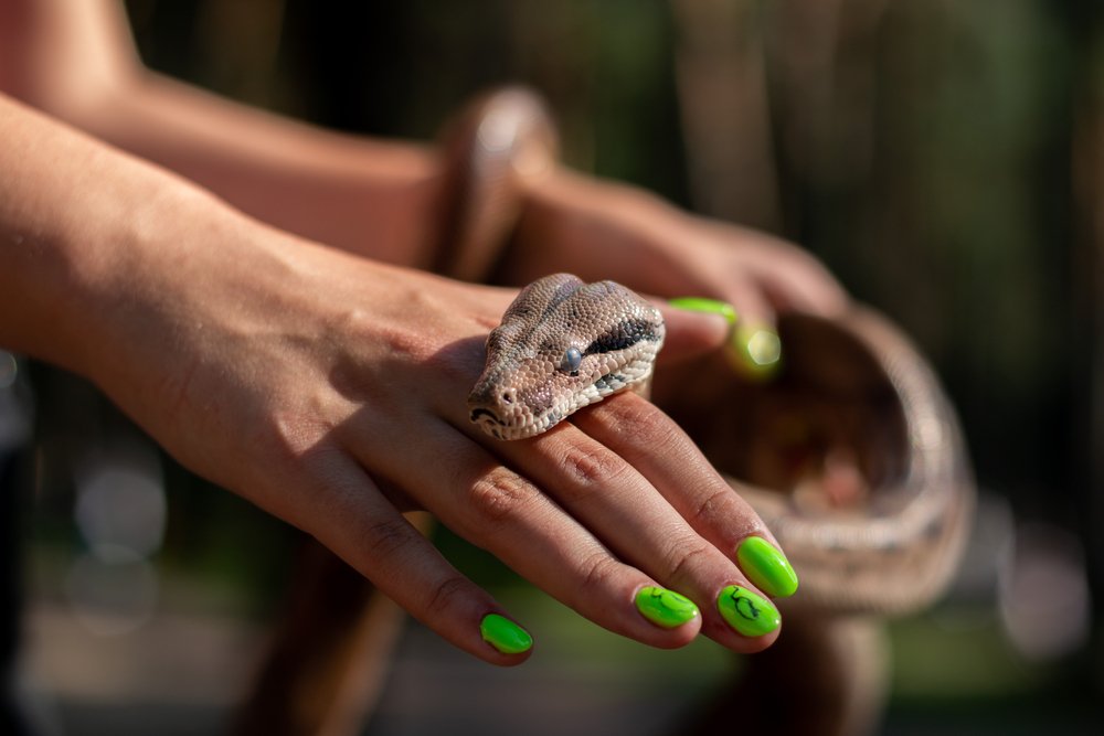 nằm mơ thấy rắn đánh số gì 