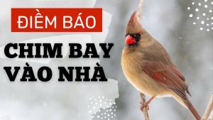 Chim bay vào nhà rồi bay ra​ là điềm báo gì?
