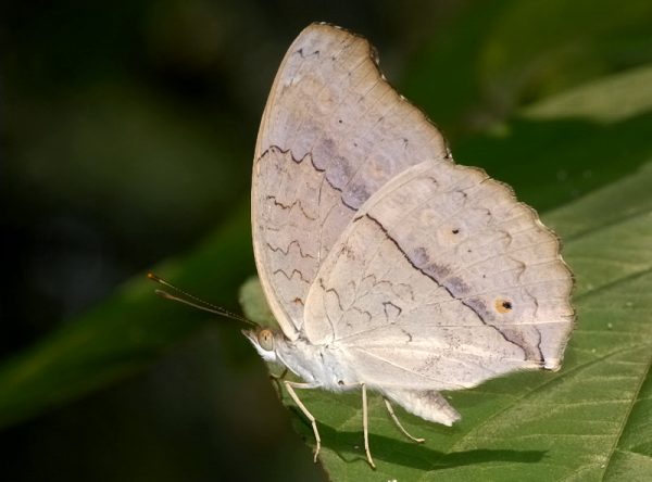 Chim bay vào nhà rồi bay ra