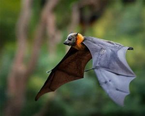 Dơi bay vào nhà là điềm gì