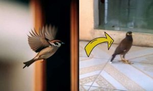 Chim bay vào nhà rồi bay ra