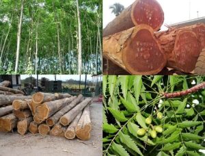 Gỗ xoan đào có tốt không