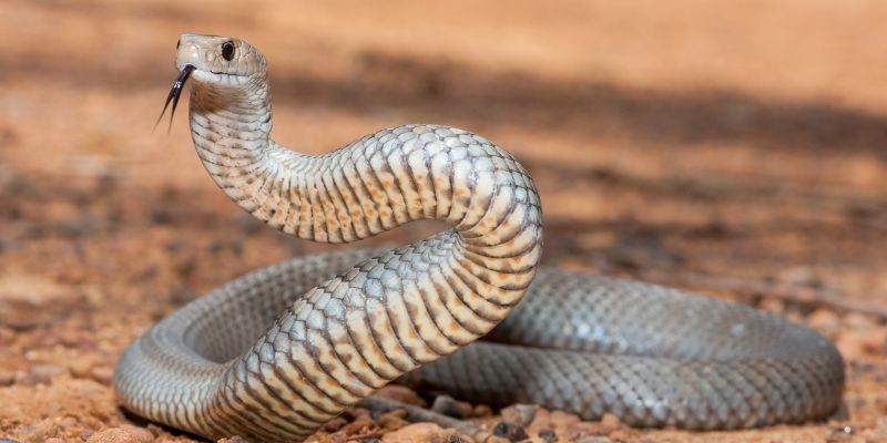 nằm mơ thấy rắn đánh số gì 