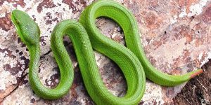 Chu vi hình tam giác