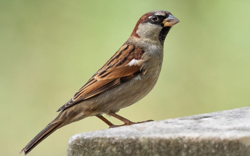 Chim bay vào nhà rồi bay ra