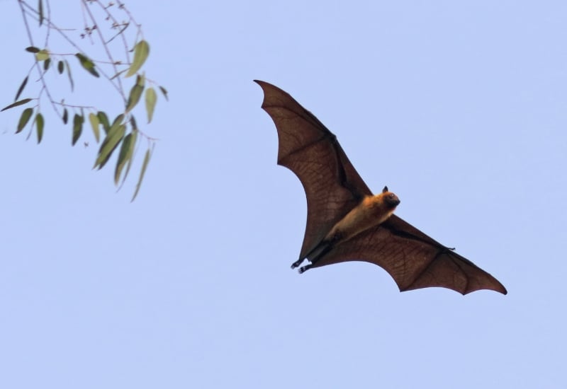 Dơi bay vào nhà là điềm gì