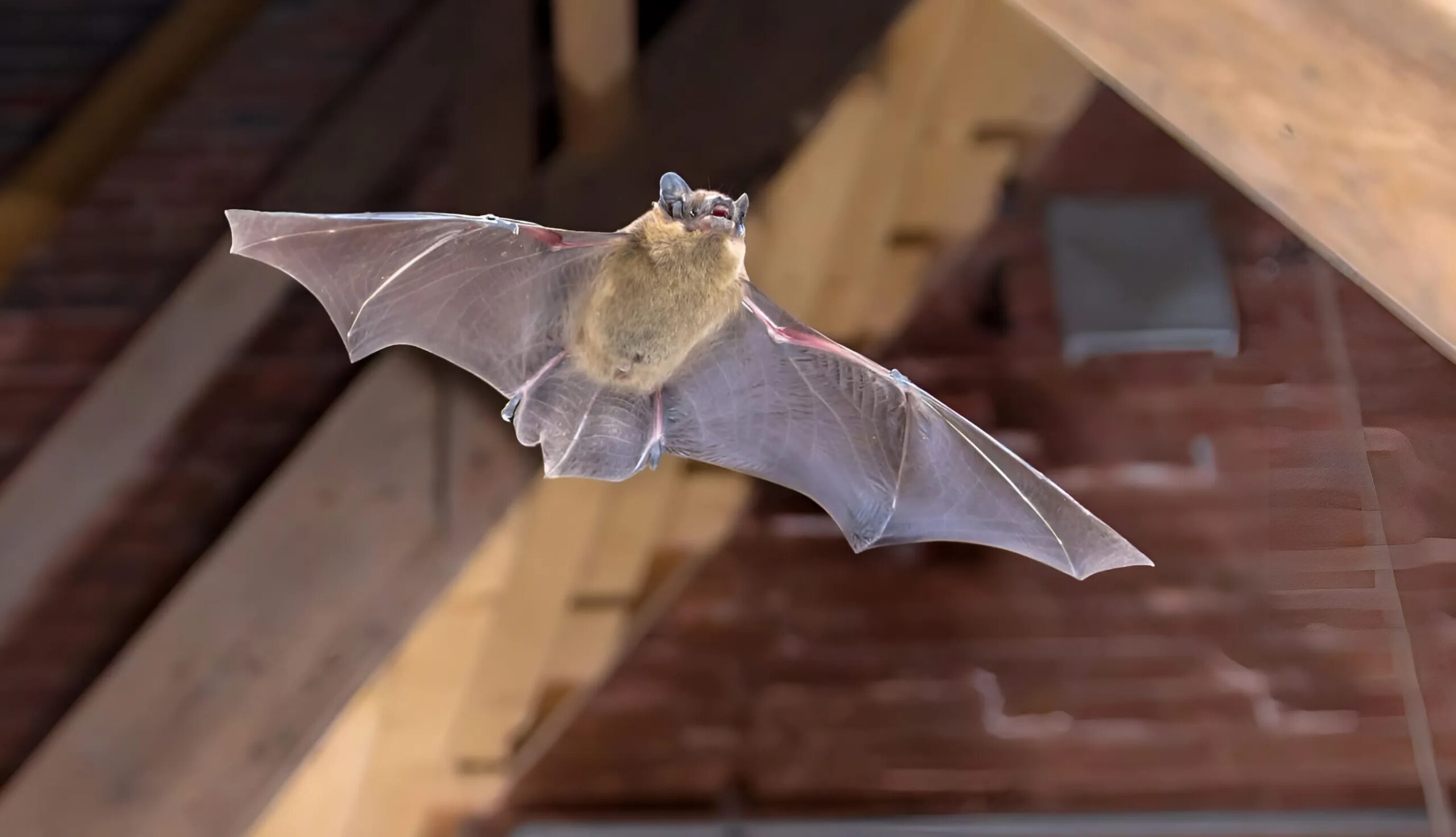 Dơi bay vào nhà là điềm gì