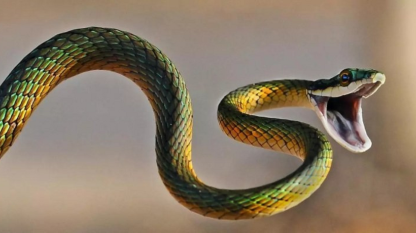 Chu vi hình tam giác