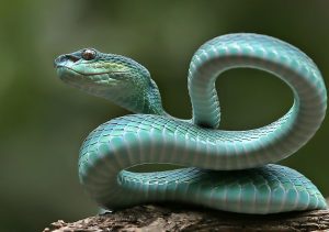 Nằm mơ thấy rắn đánh số gì