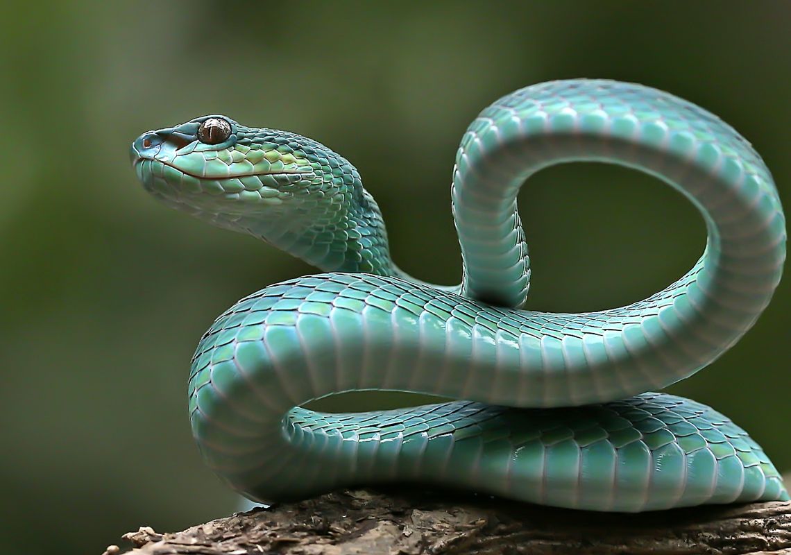 Nằm mơ thấy rắn đánh số gì