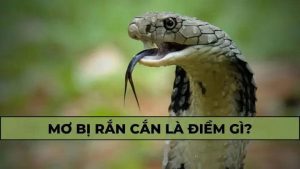 Nằm mơ thấy rắn