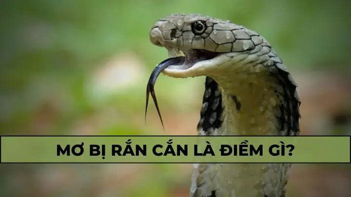 Nằm mơ thấy rắn đánh số gì