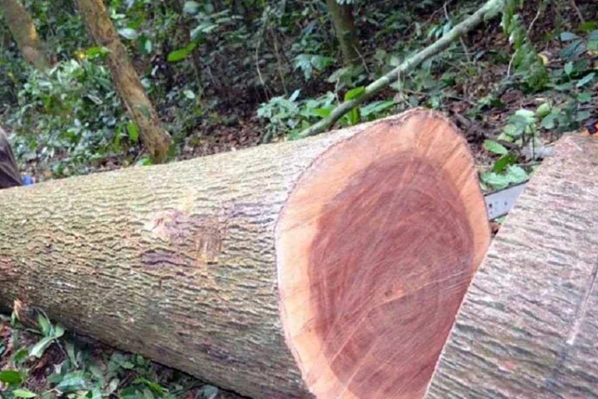 Gỗ xoan đào có tốt không