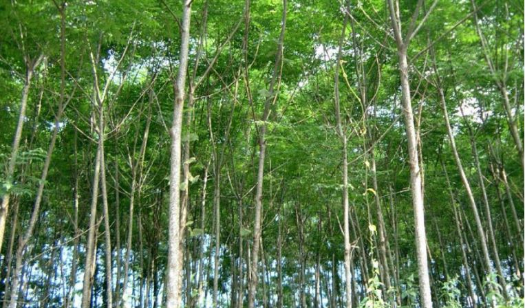 Gỗ xoan đào có tốt không