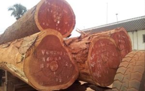 Gỗ xoan đào có tốt không