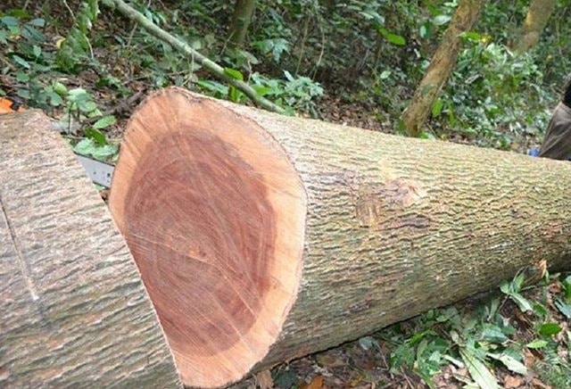 Gỗ xoan đào có tốt không